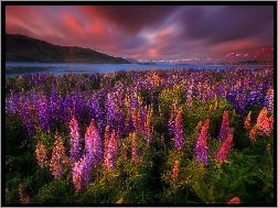 Góry, Kwiaty, Jezioro Tekapo, Nowa Zelandia, Łubin